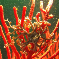 11 Sepet yıldızı Bu deniz yıldızı türü kollarında bulunan mikroskobik kancalarla minik avlarını yakalayıp ağzına doğru yavaşça götürür Genellikle geceleri avlanır fakat beslenmek için gündüzü bekler