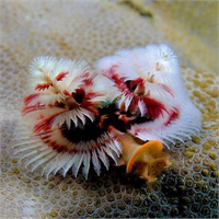 13 Yılbaşı ağacı solucanı Bu hayvanlar dünya üzerindeki tropikal resiflerde yaşarlar Bu solucanlar yaklaşık 3 4 cm uzunluğundadır