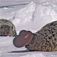 15 Balonlu fok Erkek balonlu foklar dişileri etkilemek için burun deliklerinin birisinden çıkarttıkları balon benzeri yapıyı şişirebilirler