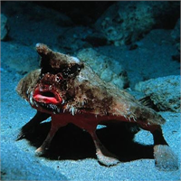 16 Kırmızı dudaklı yarasa balığı Galapagos adalarında denizin 30 metre ve ya daha altında bulunan bu garip görünümlü balığın boyu 40 cm ye kadar ulaşabilir İyi bir yüzücü olmadığı için deniz yüzeyinde yürümek için göğüs yüzgeçlerini kullanır