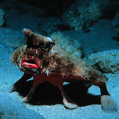 16 Kırmızı dudaklı yarasa balığı Galapagos adalarında denizin 30 metre ve ya daha altında bulunan bu garip görünümlü balığın boyu 40 cm ye kadar ulaşabilir İyi bir yüzücü olmadığı için deniz yüzeyinde yürümek için göğüs yüzgeçlerini kullanır