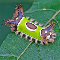 17 Semer sırtı tırtıl Bu şirin yaratık kelebek oluncaya kadar yırtıcılardan korunmak için rahatsız edici bir zehir salgılar