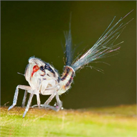 18 Bitki piresi Bu hayvanların kuyruklarından salgılanan kimyasal yırtıcıları uzak tutar Kuyruklarının bir diğer faydası yere düştüklerinde düşüşü yavaşlatması