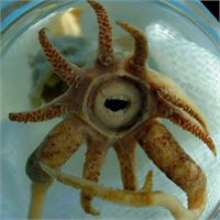 20 Büyük dişli derin deniz kalamarı Atlantik Okyanusu nda bir Alman araştırma gemisi tarafından keşfedilen bu ilginç türün insan dişi gibi dişleri var Her ne kadar korkutucu görünüyor olsa da okyanus yüzeyinin yaklaşık 2 km altında yaşadığından karşılaşma ihtimaliniz çok düşük