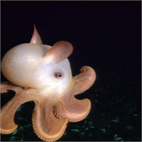 5 Fil kulaklı ahtapot Dumbo lakaplı bu ahtapotun sarkık kulakları okyanus tabanında yiyecek bulmasına olanak tanıyor