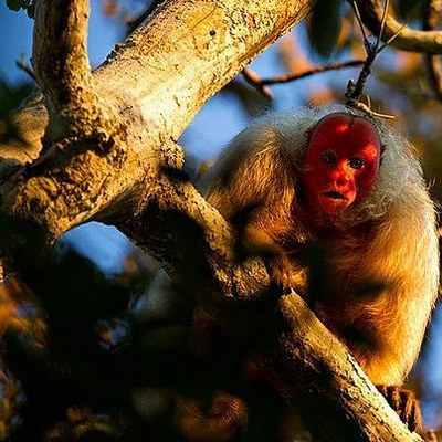 6 Kel uakari Kel uakari maymunları için parlak kırmızı yüz sağlıklı olmanın işaretidir Bu hayvanlar eşlerini seçerken buna dikkat ederler Genellikle Brezilya ve Peru da suya yakın yerlerde yaşarlar