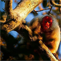 6 Kel uakari Kel uakari maymunları için parlak kırmızı yüz sağlıklı olmanın işaretidir Bu hayvanlar eşlerini seçerken buna dikkat ederler Genellikle Brezilya ve Peru da suya yakın yerlerde yaşarlar