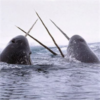 7 Deniz gergedanı Denizin tek boynuzlu atları olarak bilinirler Boynuzlarının içinde çevreyi daha iyi algılamalarına yarayan sinirler bulunmaktadır