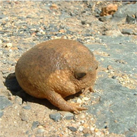 8 Cape yağmur kurbağası Bu hayvan elleri olan bir kayaya benzer Yaşam alanı Güney Afrika dır Sokakta ya da kamusal alanlarda karşınıza çıkabilirler