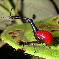 9 Zürafa biti Bu hayvanların erkekleri dişilerinden 2 3 kat uzundur Bu uzun boyunlarını diğer erkeklerle kavga etmek amacıyla kullanırlar