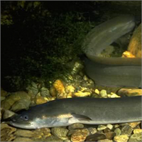 Elektrikli yılan balığı Ürettiği elektrik ile bir yetişkini rahatça öldürebilir