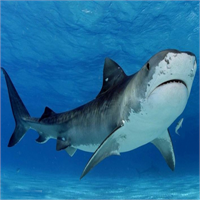 Kaplan köpek balığı Köpek balığı saldırıları çok yaygın olsa da ölümcül olanları çok nadirdir Kaplan köpek balığı saldırıları ölümcül olan saldırıların büyük kısmını oluşturur