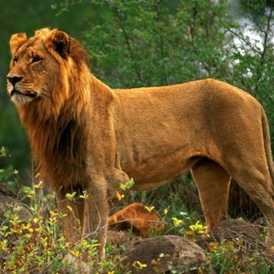 Afrika aslanı Afrika aslanı zebra ve bizon gibi hayvanların korkulu rüyasıdır Sayıları avlanma sebebiyle 35 000 e düşmüştür ve soyu tükenme tehlikesi altındadır