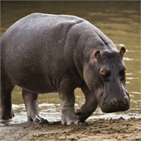 Su aygırı Su aygırları ne kadar sakin hayvanlar gibi gözükseler de kısa bacaklarına rağmen çok hızlı koşabilirler ve avlarını rahatça yakalayabilirler