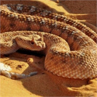 Çöl engereği Bu zehirli yılan türü diğer tüm yılan türlerinin öldürdüğünden daha fazla insan öldürmüştür