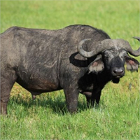 Afrika mandası Afrika mandası her yıl öldürdüğü insan sayısından dolayı en tehlikeli hayvanlar listesinde yer alıyor