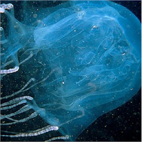 Kutu denizanası Dünyanın en zehirli canlı türlerinden biri olan kutu denizanası bir insanı 5 dakika içinde öldürebilir