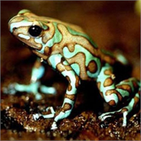 Zehirli ok kurbağası Bu hayvanla temasa geçildiğinde insanlarda felce sebep olabilir Bu kurbağayı yutan insan ise 1 dakikadan kısa süre içinde yaşamını yitirir