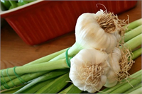 Taze sarımsak Mevsimsel salgın hastalıklarda koruyucu olarak tansiyon ve kolesterol düşürücü olarak kan sulandırıcı ve bağışıklık sistemini güçlendirici olarak faydaları saymakla bitmez Tabii ki mevsim meyvelerini de unutmamak gerekir Çilek Dut Erik gibi