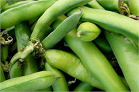 Bakla Protein ve vitaminler açısından son derece zengin bir sebze olan baklanın taneleri tazeyken yeşil kuruyunca açık kahverengidir Kuru bakla taze baklaya göre daha besleyicidir Kuru baklanın 100 gramında yaklaşık olarak 25 gr Protein 60 gr Karbonhidrat vardır Ayrıca bakla B1 B2 B6 ve K vitaminlerinin yanı sıra potasyum ve magnezyum mineralleri açısından da oldukça zengindir