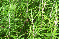 Biberiye Nane ile aynı aileden olan ve hemen hemen her mevsimde bulunabilen biberiye A B ve C vitaminleri bakımından oldukça zengindir ayrıca yüksek oranda demir içerdiği için demir eksikliğine bağlı kansızlık rahatsızlığında da kullanılabilir Biberiye sos ve salatalara hoş bir tat vermek için kullanılır ayrıca balık ve et yemeklerinde de tat ve aroması için kullanılmaktadır Bağışıklık sisteminin güçlendirilmesinde mide ülserinde hazımsızlık ve sindirim sisteminin yavaş çalıştığı kabızlık gibi durumlarda migren tipi baş ağrılarında faydalı olabilir Hatta biberiye yağı kas ve eklem ağrılarını hafifletmekte kullanılabilir Her zaman olduğu gibi aşırı kullanımı önerilmez