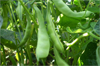 Taze fasulye Vitamin mineral ve antioksidan bakımından oldukça zengin bir sebze olduğu için özellikle mevsiminde haftada 2 defa özellikle öğlen öğünlerinde etli veya zeytin yağlı olarak tüketilmesi önerilmektedir Kalorisi düşük yağ bakımından fakir bir sebze olsa da bol lifli yapısı sebebi ile diğer gıdaların sindirimine yardımcı olduğu ve sindirim sisteminin daha rahat çalışmasını sağladığı için ayrıca kötü kolesterolün bağırsaktan emilimini engellediği için yararlı bir yiyecektir Özellikle A vitamini yönünden zengindir cilt ve göz sağlığı için yararlıdır İçerdiği Lutein zea xantin ve Beta karoten gibi anti oksidanlar sayesinde vücutta bulunan serbest radikallerin zararlı etkilerini yok eder yaşlanmayı geciktirir ve bağışıklık sistemini güçlendirir