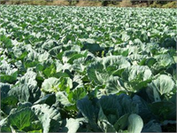 Lahana Kelebeği Zararlısı