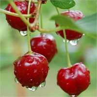 Saplar gerekirse kıyılarak bir gün süreyle su içinde ıslanmaya ve yumuşamaya bırakılıyor Bir litre su içine bir küçük avuç sap konularak hazırlanacak demlemeden günde 3 4 fincan içiliyor Bu demleme günde iki kez el ve ayak banyosu şeklinde de kullanılabiliyor