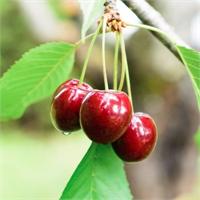 KİRAZ SAPI ÇAY TARİFİ Kiraz sapından çayın hazırlanışı Meyvelerini yedikten sonra saplarını atmayarak gölgede kurutunuz Bir tutam kiraz sapını kaynamış bir su bardağı suya atarak bir süre daha ısıtınız Günde üç defa içebilirsiniz Bu çayın faydaları ise şöyledir İdrar söktürür böbrekleri temizler kabızlığa etki eder vücuttaki suyun dengesini sağlar vücudu güçlendirici bir toniktir