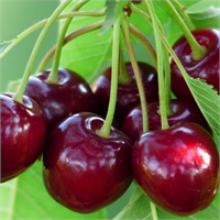 SAPI BİLE KIYMETLİ 30 gram kiraz sapını 1 litre suda 10 dakika kaynatarak hazırlayacağınız çay böbrekleri çalıştırarak diüretik idrar söktürücü kan ve idrar yolları temizleyicisi safra akımını sağlayıcı bağırsak düzenleyici etki gösterebilir