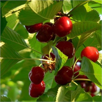 İdrar söktürücü özelliğiyle böbreklerin dostu olan kiraz vücudu zehirli maddelerden temizliyor Kiraz ürik asit ve ürat tuzlarının vücuttan atılmasını sağladığı için romatizma ve gut hastalıklarıyla eklem kireçlenmesi ve damar sertliğinin tedavisinde de kullanılıyor