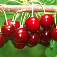 Özellikle bayat yemeklerle pastırma sucuk gibi gıdaların zararlarını önleyen kiraz aynı zamanda kandaki zararlı maddelerin vücuttan atılmasını ve kanın temizlenmesini yüzde oluşan sivilcelerin giderilmesini sağlıyor