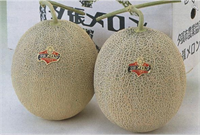Yubari kavunu 22 bin 872 dolar Bir başka Japon meyvesi olan Yubari kavunları volkanik tüf oranı fazla toprakta yetiştiği için dünyanın en lezzetli ve sulu kavunları Ayrıca kusursuz bir küre şekline ve yumuşak bir kabuğa sahip