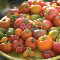 Domates ve domates ürünleri Alfa tokoferol flavanoidler ve özelikle karotenoitler beta karoten gibi önemli antioksidanlar bakımından zengindir