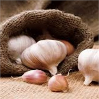 Buzdolabında saklanan sarımsak sonunda filizlenmeye başlayacaktır ayrıca lastiksileşip küflenecektir Sarımsağı da serin ve kuru bir yerde saklamalısınız