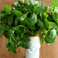 En iyisi onu dışarıda tıpkı kesilmiş çiçekler gibi bir bardak suyun içinde saklamak Eğer fesleğeni uzun süre saklamak istiyorsanız Martha Stewart onları kurutup dondurmanızı tavsiye ediyor