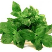 Fesleğen buzdolabında bırakıldığında hızla solar ayrıca etrafındaki bütün yiyeceklere kokusunu bırakır