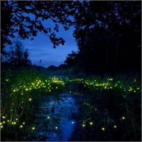 Ateş böcekleri karınlarından yaydıkları ışıltıyla biliniyor