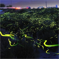 Ateş Böcekleriyle Sanat