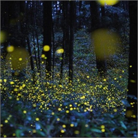 Ateş Böcekleriyle Sanat