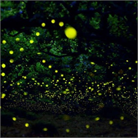 Ateş Böcekleriyle Sanat