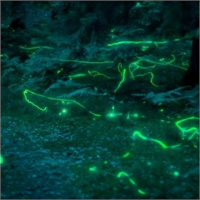 Gece ışık saçan erkek ateş böceklerine dişiler de etkilenmeleri halinde cevap veriyor Aksi halde gece karanlıkta kendisini saklıyor