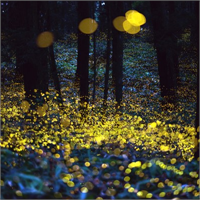 Hem eş hem de kurbanlarını çekmek amacıyla kimyasal tepkime sonucu yaydıkları biyoışıltılar sarı yeşil ve kırmızı renk alabiliyor