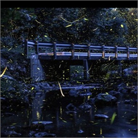 Nemli çayırlar ve bataklık civarlarında bulunan bu böceklerin 2000 farklı türe sahip olduğu biliniyor