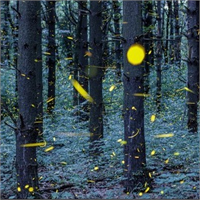 Ateş Böceklerinin Görülmeye Değer Pozları