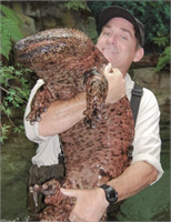 Dev Çin semenderi Dev Çin semenderi yeryüzündeki yaşayan en büyük amfibi hayvan Bu semenderlerin boyu 1 8 metreye ulaşabiliyor ve kiloları da 30 kg a kadar çıkıyor