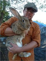 Flaman tavşanı Bu tavşan türü adını bulunduğu yer olan Flaman bölgesinden alıyor Yaklaşık 12 kilo ağırlığında