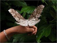 Maalesef bu türün nesli insanların yaşam alanı genişlediği için tükenmek üzere