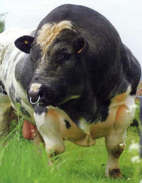 1250 kilo ağırlığındaki bu dev inek 1 98 metre uzunluğunda
