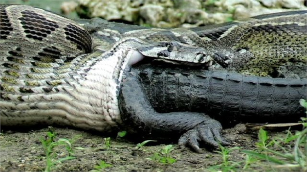 Bununla birlikte bilim adamları Kolombiya ormanında Titanoboa adını verdikleri bir yılan fosili buldular ve bu yılan 12 metre boyundaydı